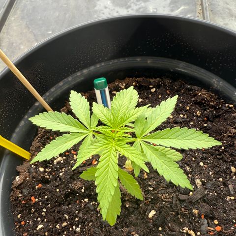Sundae Driver growlog timeline photo