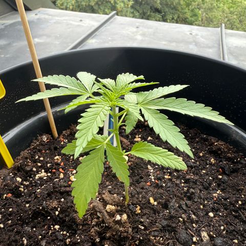Sundae Driver growlog timeline photo