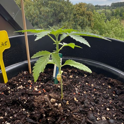 Sundae Driver growlog timeline photo