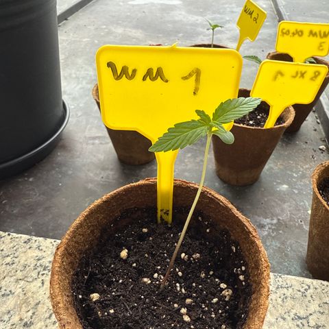 Watermelon Automatic growlog timeline photo