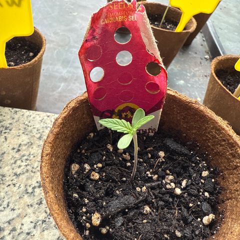Bubblegum XL 3 growlog timeline photo