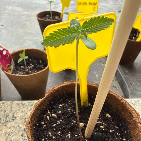 HulkBerry Automatic growlog timeline photo