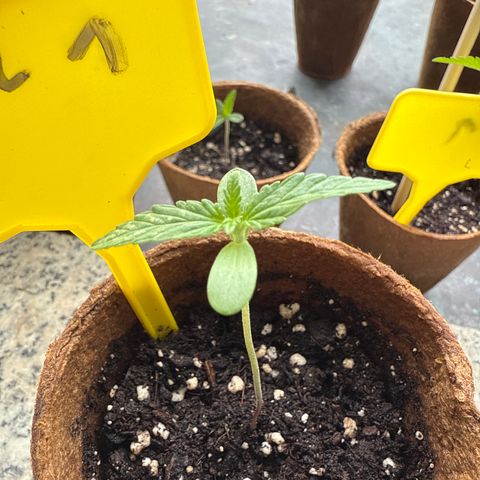 Bubblegum XL growlog timeline photo