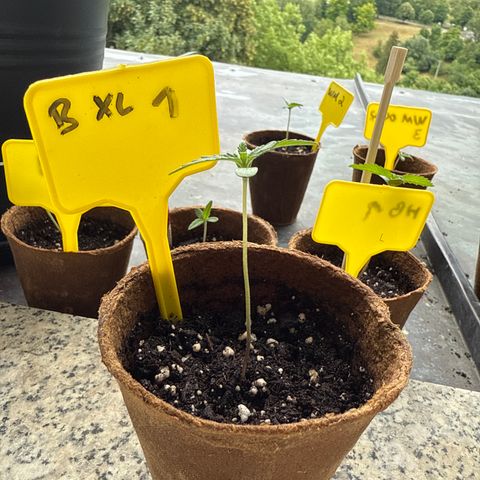 Bubblegum XL growlog timeline photo