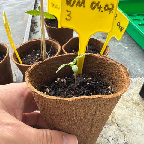 Watermelon Automatic 3 growlog timeline photo