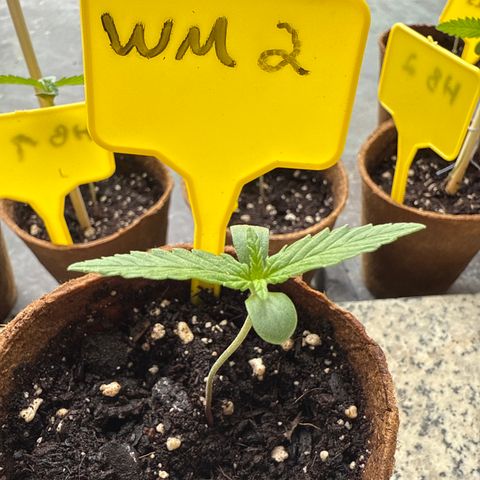 Watermelon Automatic 2 growlog timeline photo