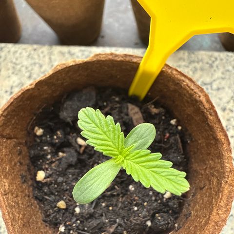 HulkBerry Automatic 3 growlog timeline photo