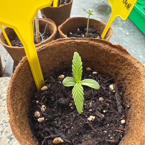 Watermelon Automatic 3 growlog timeline photo