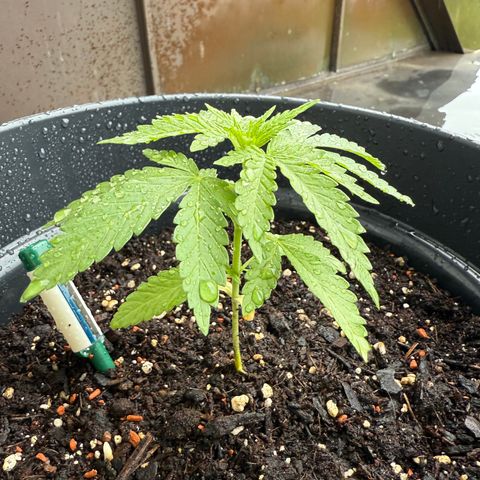 Sundae Driver growlog timeline photo