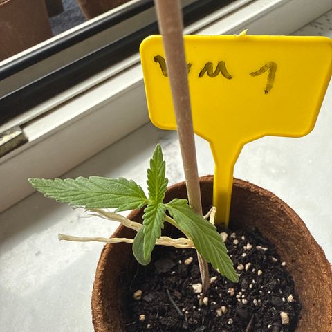 Watermelon Automatic growlog timeline photo