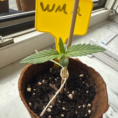 Watermelon Automatic 2 growlog timeline photo