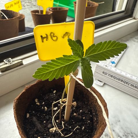 HulkBerry Automatic growlog timeline photo