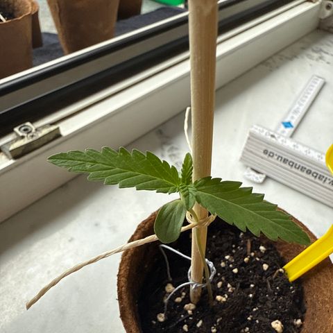 Hulkberry Automatic 2 growlog timeline photo