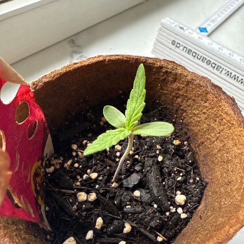 Bubblegum XL 3 growlog timeline photo