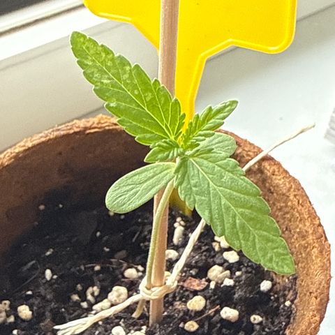 Bubblegum XL growlog timeline photo