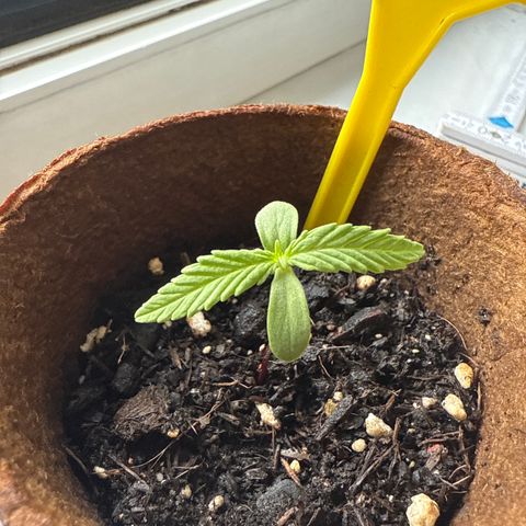 Watermelon Automatic 3 growlog timeline photo