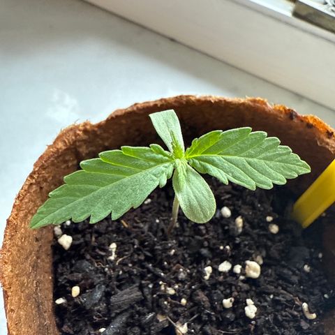 Purple Queen Automatic growlog timeline photo