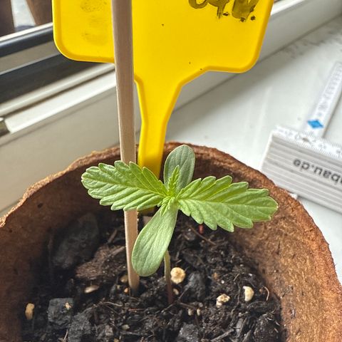 HulkBerry Automatic 3 growlog timeline photo