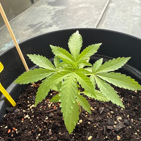 Sundae Driver growlog timeline photo