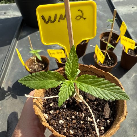 Watermelon Automatic 2 growlog timeline photo