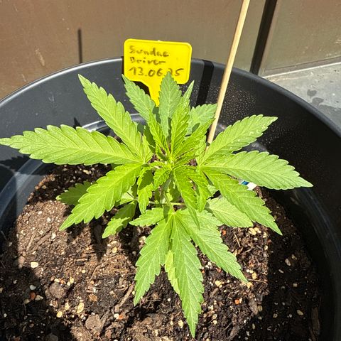 Sundae Driver growlog timeline photo
