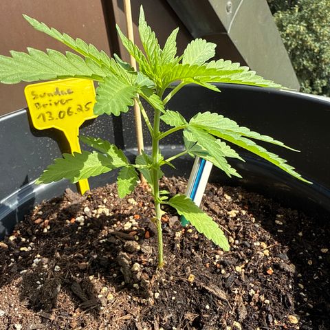 Sundae Driver growlog timeline photo