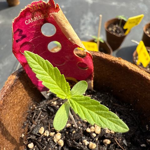 Bubblegum XL 3 growlog timeline photo