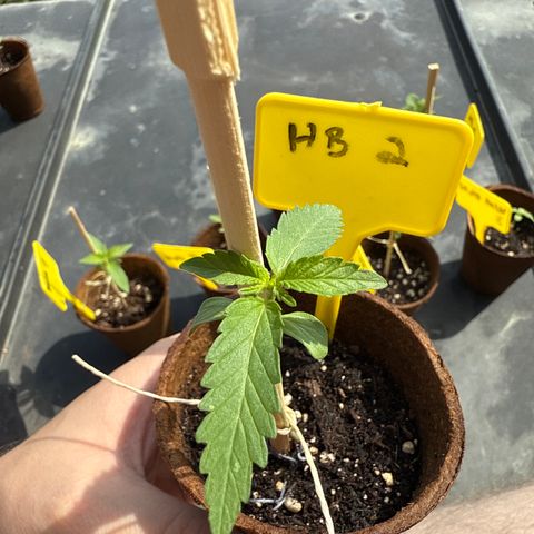 Hulkberry Automatic 2 growlog timeline photo