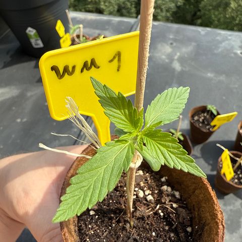 Watermelon Automatic growlog timeline photo