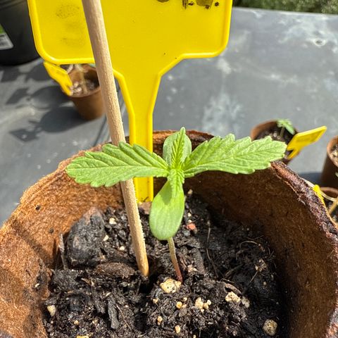 HulkBerry Automatic 3 growlog timeline photo