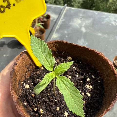 Purple Queen Automatic growlog timeline photo