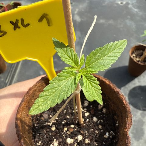 Bubblegum XL growlog timeline photo