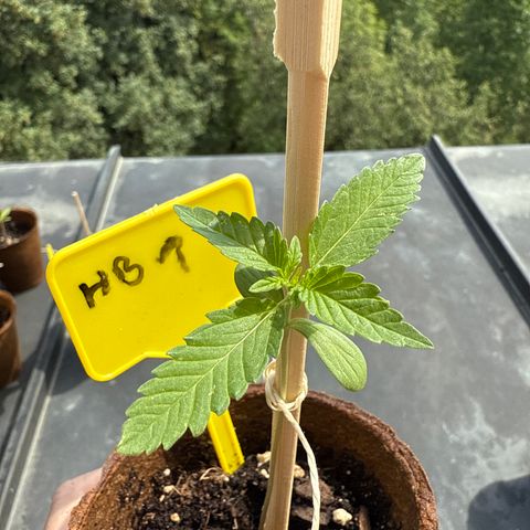 HulkBerry Automatic growlog timeline photo