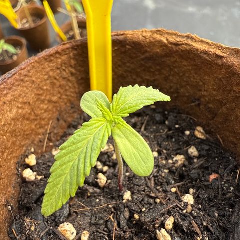 Watermelon Automatic 3 growlog timeline photo