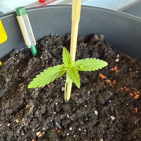 Hulkberry Automatic 2 growlog timeline photo