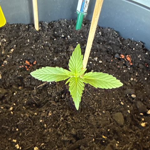 Watermelon Automatic growlog timeline photo
