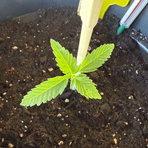 HulkBerry Automatic growlog timeline photo