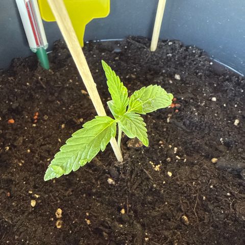 Watermelon Automatic 2 growlog timeline photo