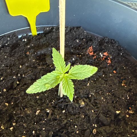 Bubblegum XL growlog timeline photo