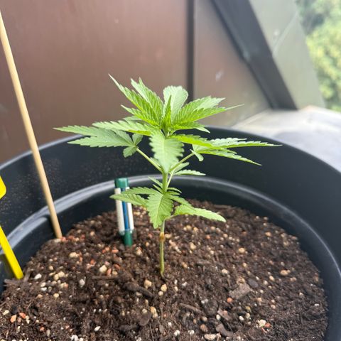 Sundae Driver growlog timeline photo
