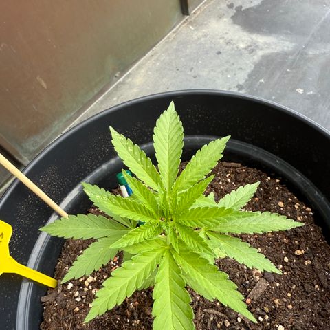 Sundae Driver growlog timeline photo