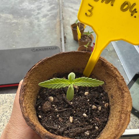 Watermelon Automatic 3 growlog timeline photo