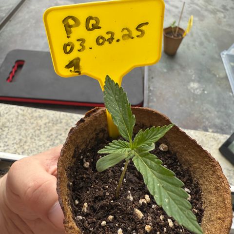 Purple Queen Automatic growlog timeline photo