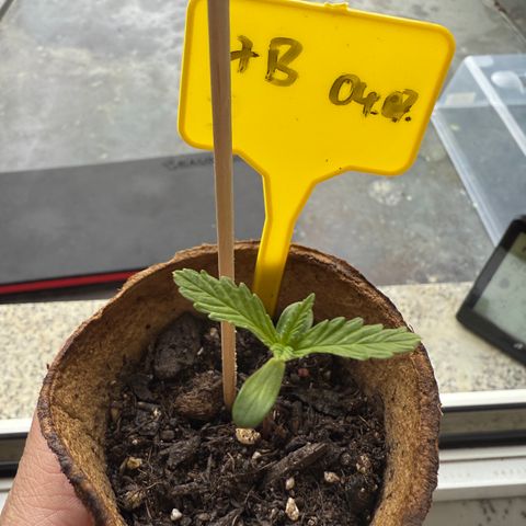 HulkBerry Automatic 3 growlog timeline photo