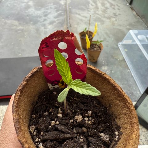 Bubblegum XL 3 growlog timeline photo