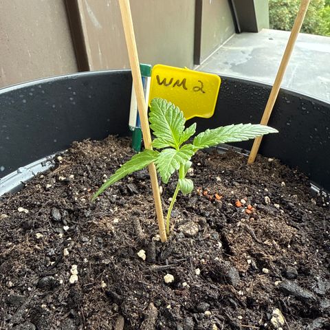 Watermelon Automatic 2 growlog timeline photo