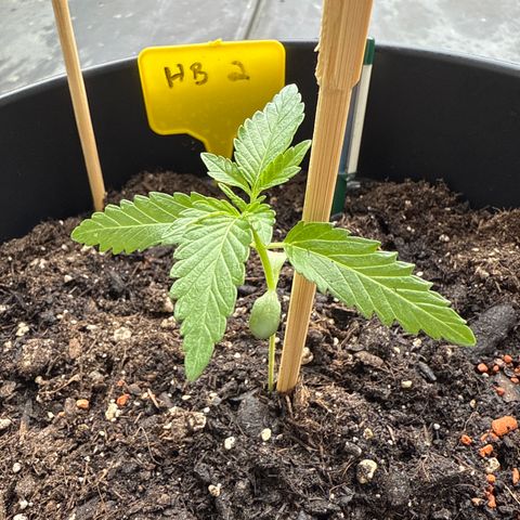 Hulkberry Automatic 2 growlog timeline photo
