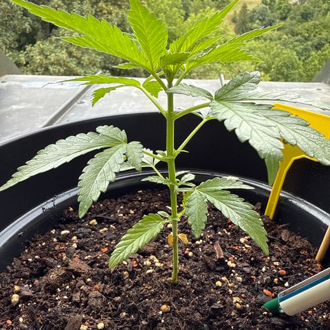 Sundae Driver growlog timeline photo