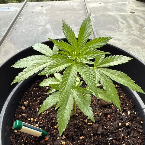 Sundae Driver growlog timeline photo