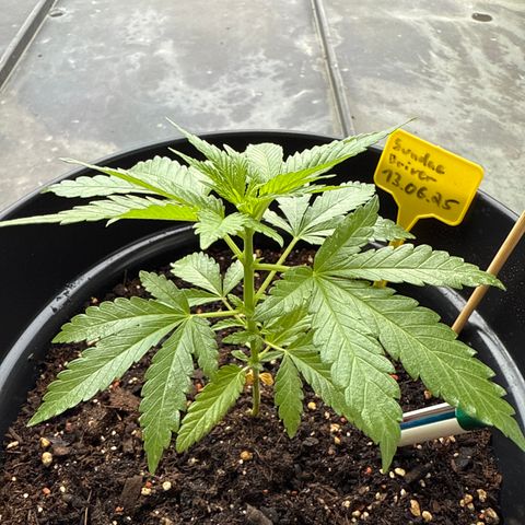 Sundae Driver growlog timeline photo